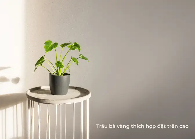 Trầu Bà Vàng