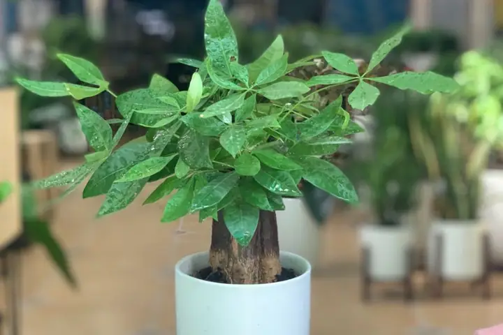 Cây Kim Ngân Cây Kim Ngân