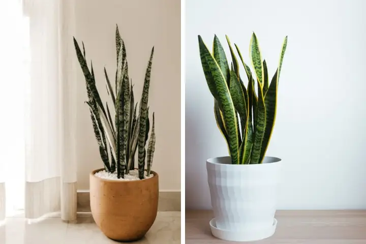 Cây Lưỡi Hổ Cây Lưỡi Hổ