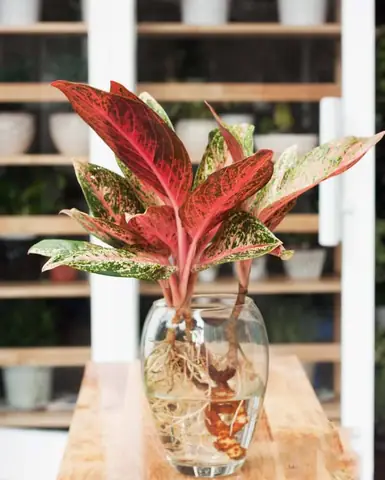 Cây Thịnh Vượng