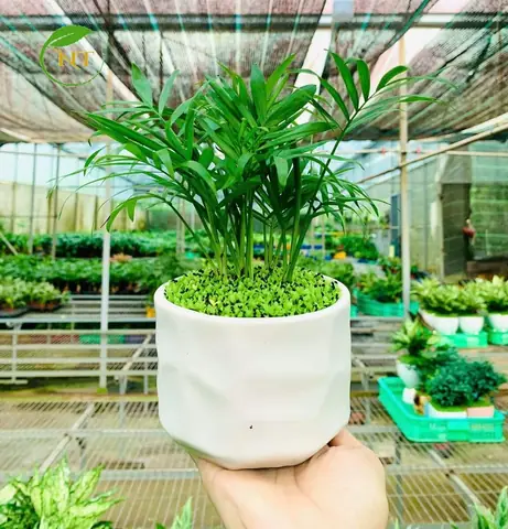 Cây Cau Tiểu Trâm