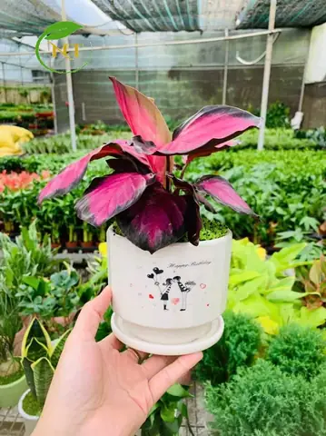 Cây Công Đuôi Tím