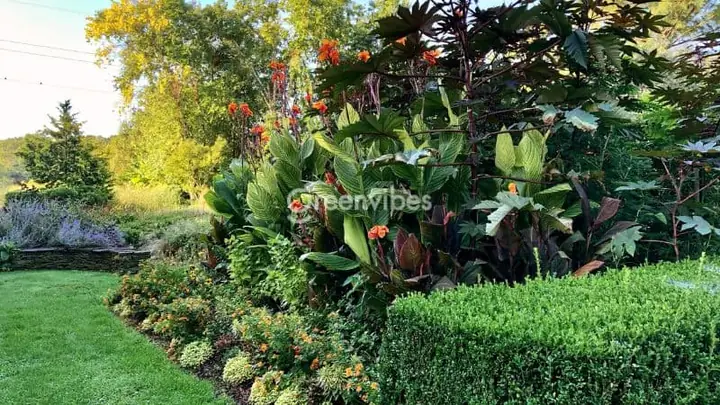 Những Điều Cần Lưu Ý Khi Trồng Cây Cảnh Để Ngoài Trời