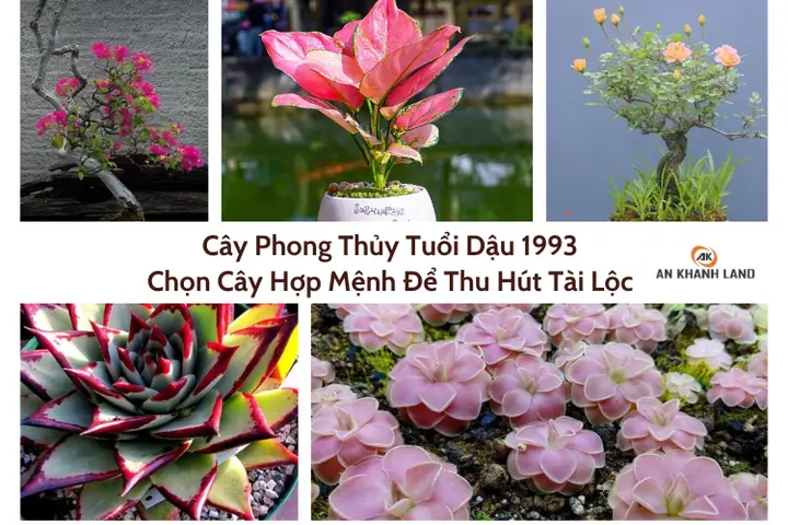 Cây Phong Thủy Tuổi Dậu 1993 Giúp Gia Chủ Thu Hút Tài Lộc.