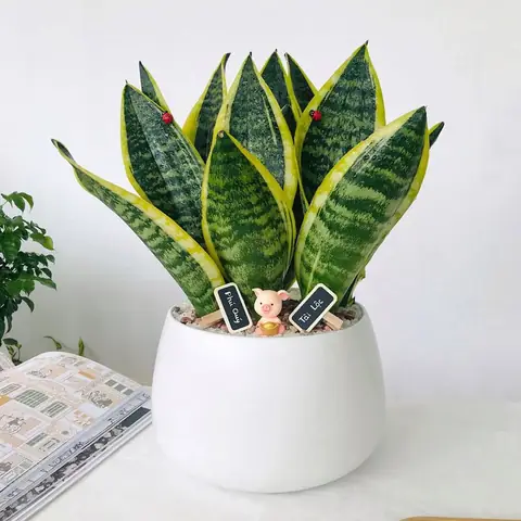 Cây Lưỡi Hổ - Sự Lựa Chọn Hoàn Hảo Cho Nhà Vệ Sinh