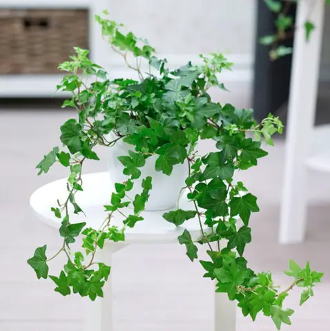 Cây Thường Xuân - Điểm Nhấn Xanh Tươi Cho Không Gian Nhà Vệ Sinh