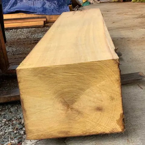 Đặc Điểm Gỗ Dâu Rừng