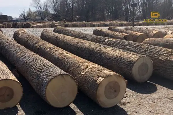 Giới Thiệu Chung Về Gỗ Sồi Nhập Khẩu