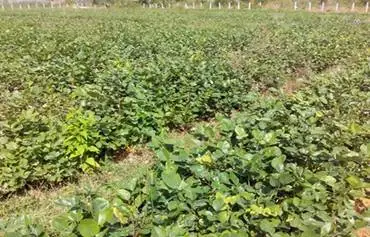 Giá Gỗ Tử Đàn Đỏ