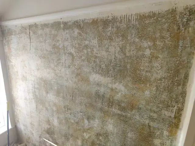 Giấy Dán Tường Đại Thành Đạt: Đánh Giá Chi Tiết Từ Chuyên Gia