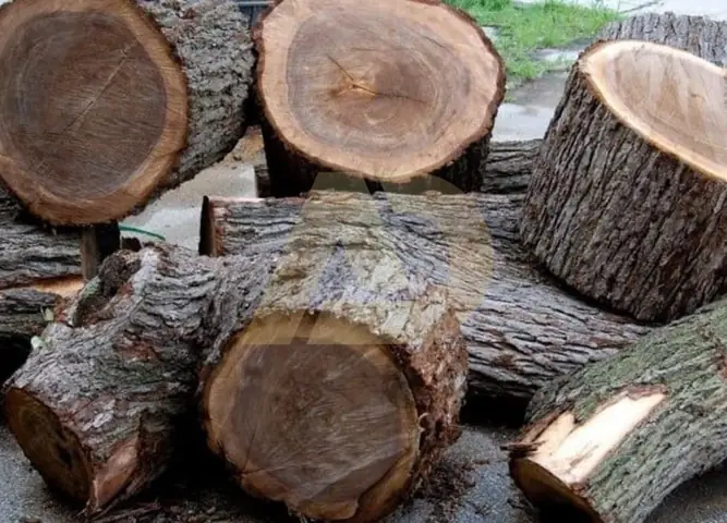 Đặc Điểm Của Gỗ Bách Xanh Đặc Điểm Của Gỗ Bách Xanh