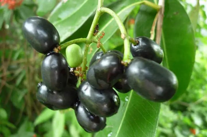 Đặc Điểm Hình Thái