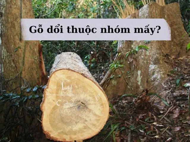 Gỗ Dổi Thuộc Nhóm Mấy? Gỗ Dổi Loại Nào Tốt Nhất? Gỗ Dổi Thuộc Nhóm Mấy? Gỗ Dổi Loại Nào Tốt Nhất?