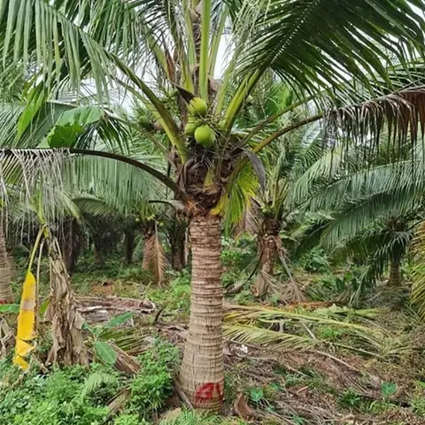 Gỗ Dừa Là Gì? Gỗ Dừa Là Gì?