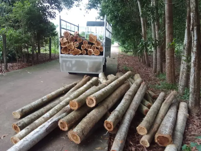 Gỗ Ghép Tràm Là Gì?