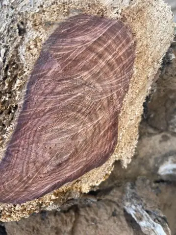 Hướng Dẫn Cách Phân Biệt Các Loại Gỗ Hương Vô Cùng Đơn Giản