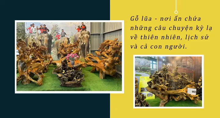 Gỗ Lũa Ngàn Năm