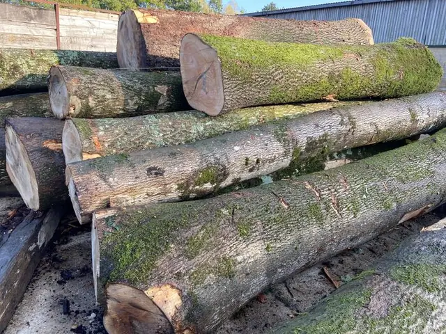 Gỗ Tần Bì Theo M3