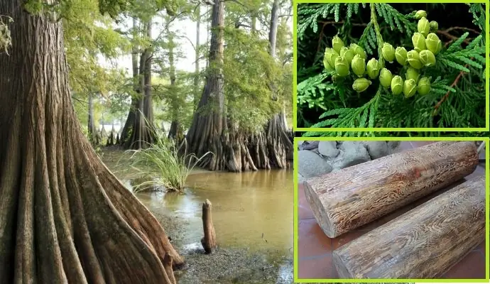 Đặc Điểm Hình Thái Của Cây Thủy Tùng?