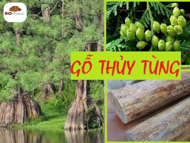 Gỗ Thủy Tùng Là Gỗ Gì? Gỗ Thủy Tùng Là Gỗ Gì?