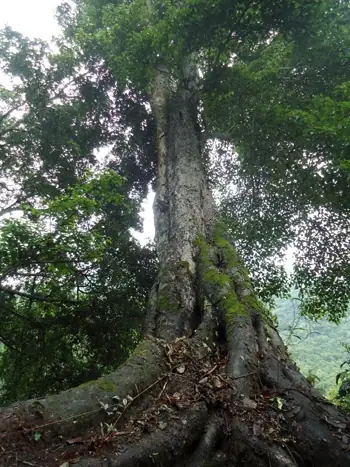 Đặc Điểm Của Gỗ Nghiến Thế Nào Đặc Điểm Của Gỗ Nghiến Thế Nào