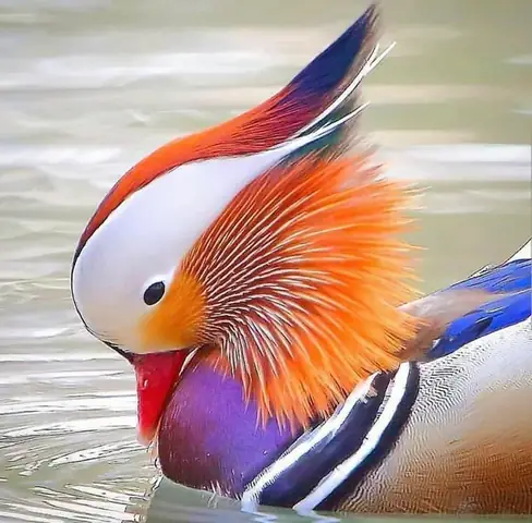 Gốc Gỗ Hương Tuyệt Đẹp: Biểu Tượng Của Sự Tinh Tế Trong Nội Thất