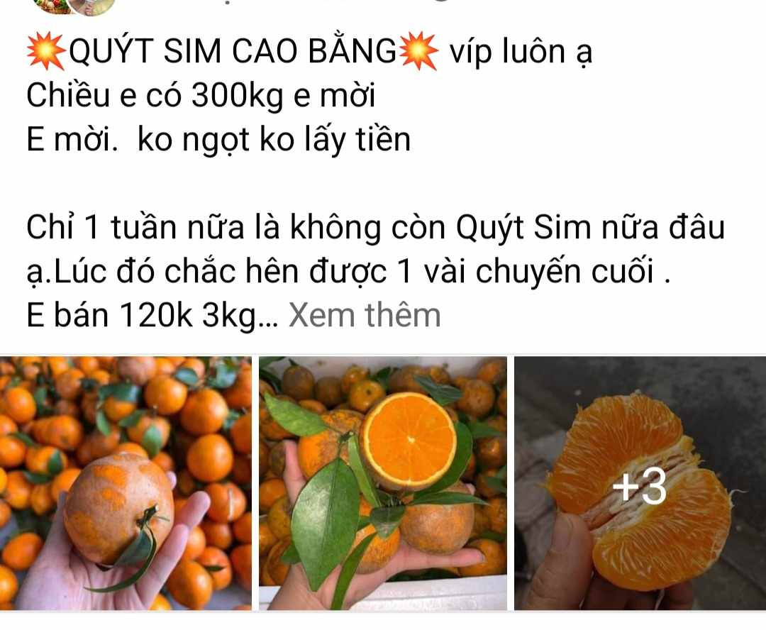 Hình ảnh minh họa những quả quýt được bày bán trên mạng xã hội với giá rẻ