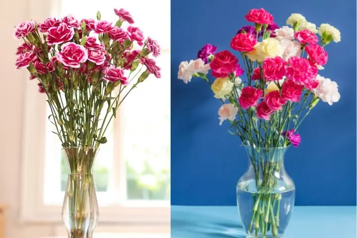 12bình Hoa Cẩm Chướng Ngày Tết Đơn Giản, Đẹp Mắt