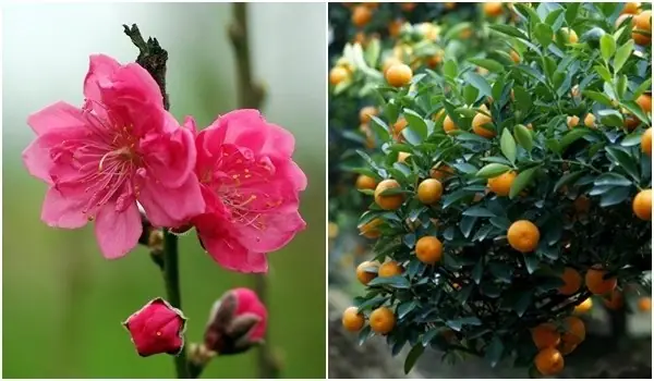 Đặt Cây Đào Đúng Phong Thủy