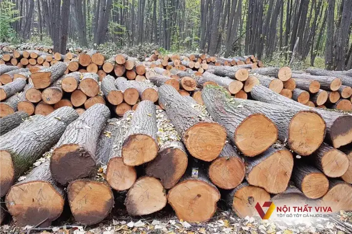 Đôi Nét Về Chất Liệu Gỗ Tự Nhiên Đóng Kệ Sách Mà Bạn Nên Biết!