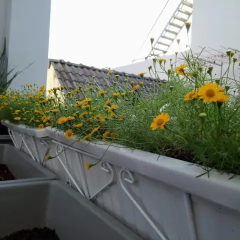 Lợi Ích Giỏ Sắt Treo Chậu, Khung Treo Chậu Trang Trí Ban Công