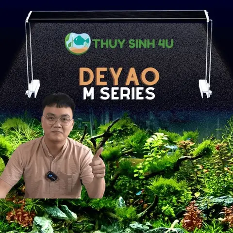 Đèn Deyao M Series Đèn Deyao M Series