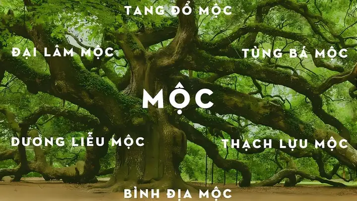 Mệnh Mộc Hợp Mệnh Nào
