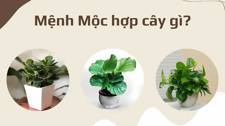 Mệnh Mộc Hợp Với Cây Gì?