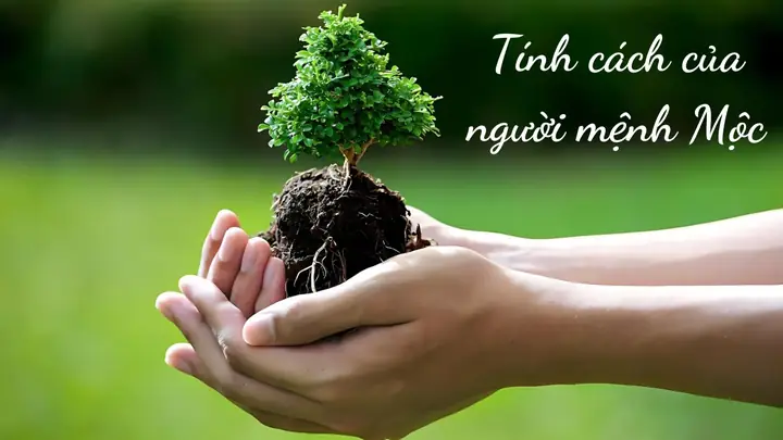 Số Hợp Mệnh Mộc