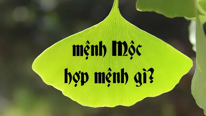 Mệnh Mộc Hợp Mệnh Gì?