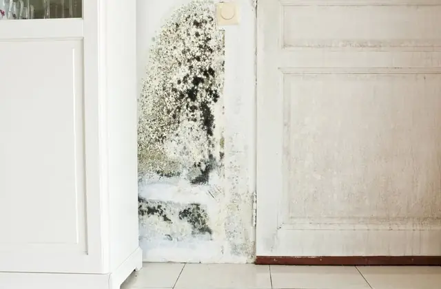 Nguyãªn Nhã¢n Gã¢y Ra Áº©m Má»c Trong Nhã Nguyãªn Nhã¢n Gã¢y Ra Áº©m Má»c Trong Nhã