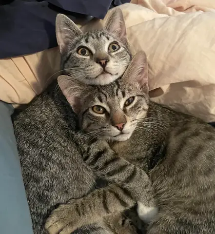 Làm Sao Để Nhận Biết Gỗ Bị Đổi Màu Chuẩn Xác Nhất?