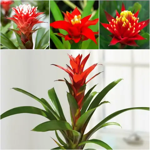 Cây Phong Lộc Hoa Cây Phong Lộc Hoa