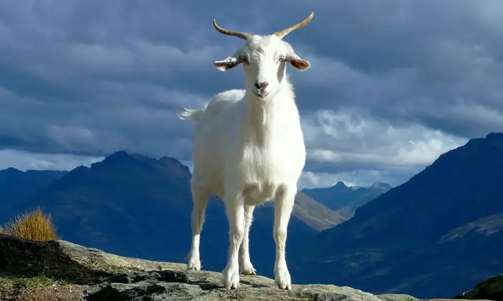 Nghề Hợp Với Nam Tuổi Tân Mùi 1991 Nghề Hợp Với Nam Tuổi Tân Mùi 1991