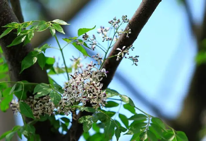 Tại Sao Dấu Hiệu Nhận Biết Gỗ Xoan Đào Lại Rất Quan Trọng? Tại Sao Dấu Hiệu Nhận Biết Gỗ Xoan Đào Lại Rất Quan Trọng?