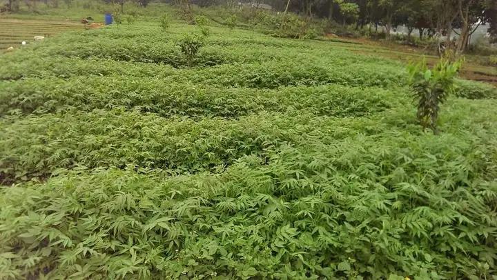 Tại Sao Dấu Hiệu Nhận Biết Gỗ Xoan Đào Lại Rất Quan Trọng? Tại Sao Dấu Hiệu Nhận Biết Gỗ Xoan Đào Lại Rất Quan Trọng?