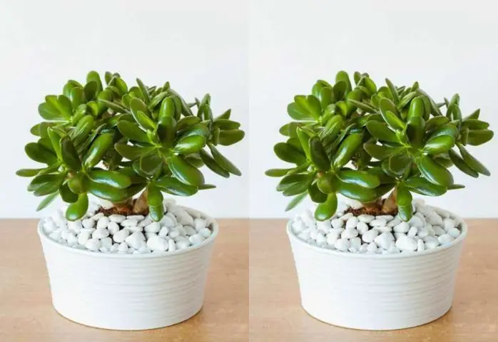 1988 Hợp Cây Gì? 1988 Hợp Cây Gì?