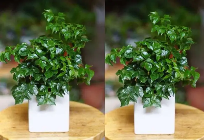 1988 Hợp Cây Gì? 1988 Hợp Cây Gì?