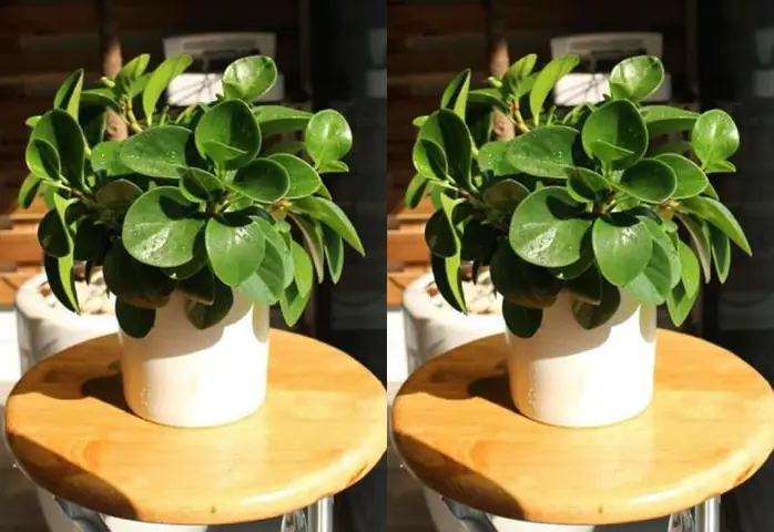 1988 Hợp Cây Gì? 1988 Hợp Cây Gì?