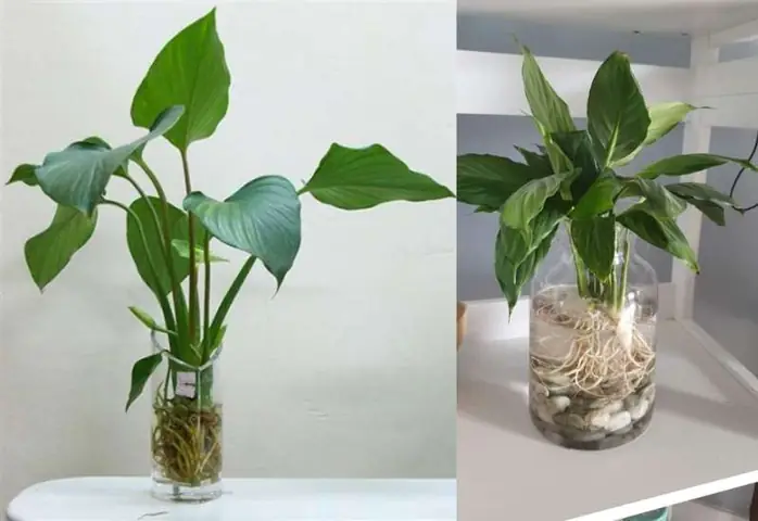 1988 Hợp Cây Gì? 1988 Hợp Cây Gì?