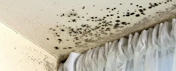 Nguyên Nhân Khi Tường Bị Ẩm Mốc