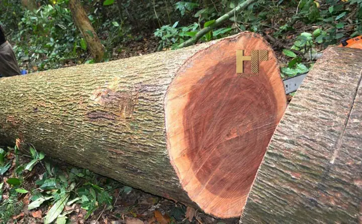 Tác Dụng Của Cây Xá Xị: Khám Phá Lợi Ích Sức Khỏe & Lưu Ý Sử Dụng