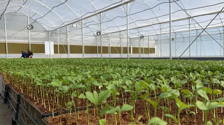 Các Hình Ảnh Về Nhà Kính Trồng Rau Đã Thi Công Các Hình Ảnh Về Nhà Kính Trồng Rau Đã Thi Công