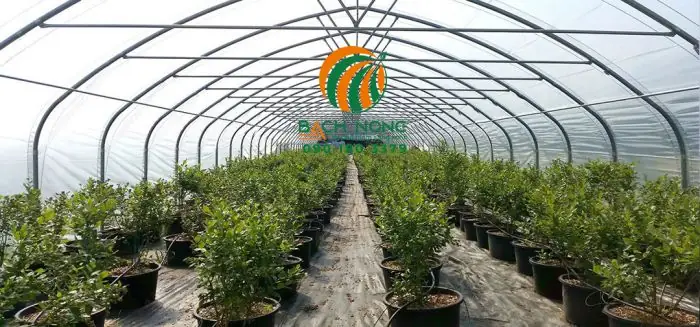 Các Hình Ảnh Về Nhà Kính Trồng Rau Đã Thi Công Các Hình Ảnh Về Nhà Kính Trồng Rau Đã Thi Công